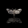 Broche moth